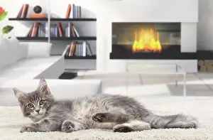 Lazing: Cat Maine Coon kitten