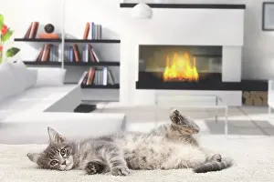 Chilling: Cat Maine Coon kitten
