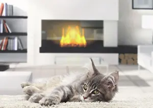 Lazing: Cat Maine Coon kitten