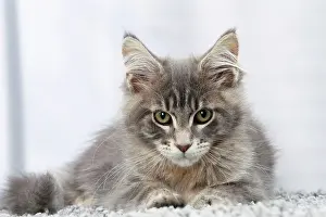 Glaring: Cat Maine Coon kitten