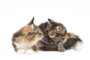 Embracing: Cat Maine Coon with kitten