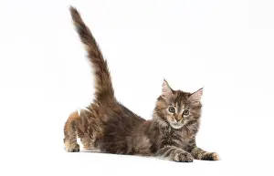 Yoga: Cat Maine Coon kitten