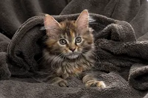Blankets: Cat Maine Coon kitten