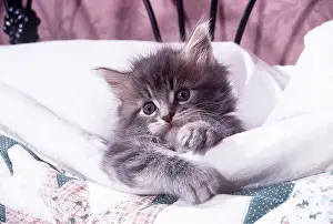 Contentment: CAT - MAINE COON KITTEN - IN BED