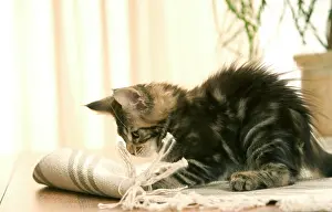 Clawing: Cat - Maine Coon kitten clawing / playing with rug
