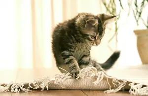Clawing: Cat - Maine Coon kitten clawing rug