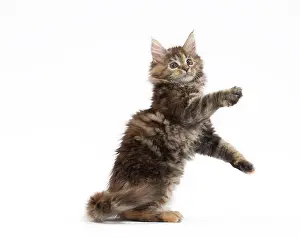 Waving: Cat