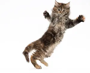 Waving: Cat