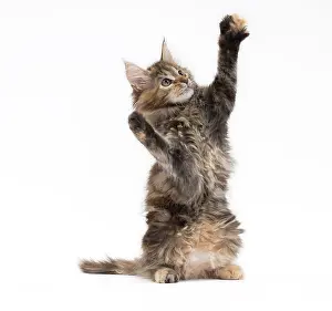 Waving: Cat