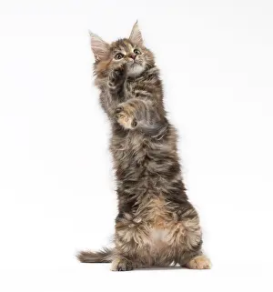 Yoga: Cat