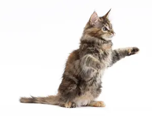 Waving: Cat