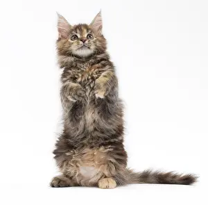 Yoga: Cat
