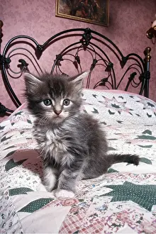 Coon: CAT - MAINE COON KITTEN -ON BED
