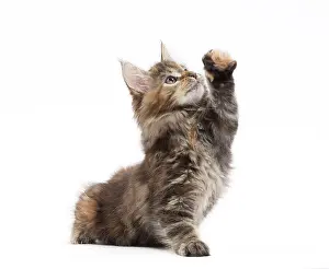 Yoga: Cat Maine Coon kitten paw raised
