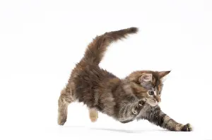 Yoga: Cat Maine Coon kitten pouncing