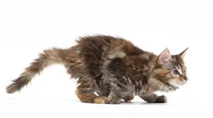 Pouncing: Cat Maine Coon kitten pouncing