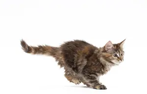 Pouncing: Cat Maine Coon kitten pouncing