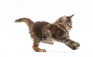 Pouncing: Cat Maine Coon kitten pouncing