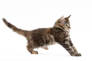 Yoga: Cat Maine Coon kitten pouncing