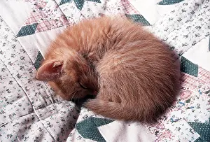 Contentment: Cat - MAINE COON KITTEN - Sleeping on bed