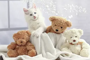 Teddies: Cat