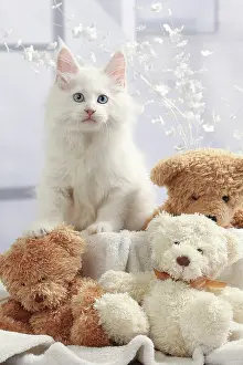 Teddies: Cat