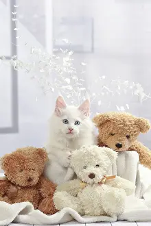 Teddies: Cat