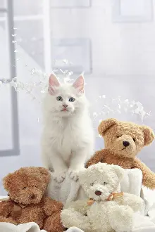 Teddies: Cat