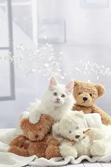 Teddies: Cat