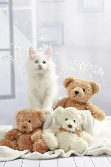 Teddies: Cat