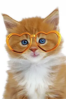 260421: Cat - Maine Coon kitten wearing gold heart shaped glasses