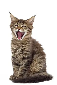 Coon: Cat - Maine Coon kitten yawning