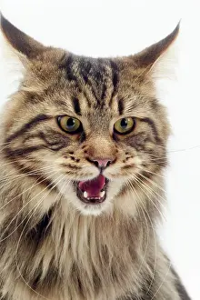 Hissing: Cat - Maine Coon, mouth open