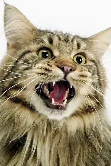 Hissing: Cat - Maine Coon with mouth open, showing teeth