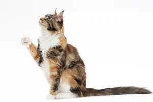 Waving: Cat Maine Coon sitting raised paw