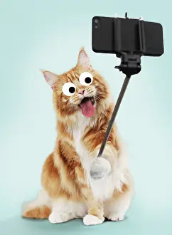 Pulling: Cat - Maine Coon taking a selfie, pulling a face