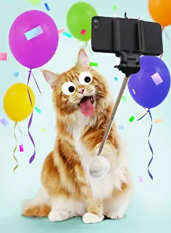 Pulling: Cat - Maine Coon taking a selfie, pulling a face
