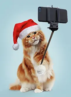 100817: Cat, Maine Coon taking a selfie, wearing Christmas