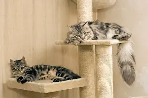 Platforms: Cat - Two Maine Coons sleeping on platforms of
