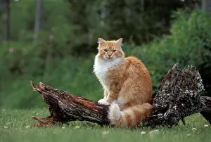 Proud: Cat - male ginger tabby and white sitting on root stump