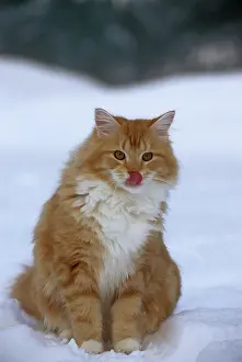 Toms: CAT - male ginger and white tabby sitting in snow