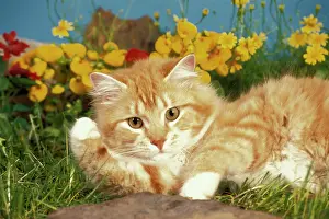 Toms: Cat - male orange and white tabby kitten lying in flowers