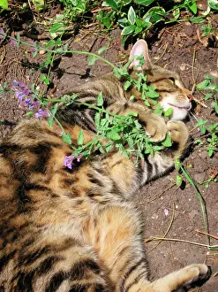 Catnip: Cat male Tabby rolling ecstatically on catnip /