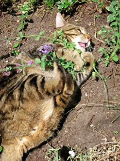 Catnip: Cat - male Tabby rolling ecstatically on catnip