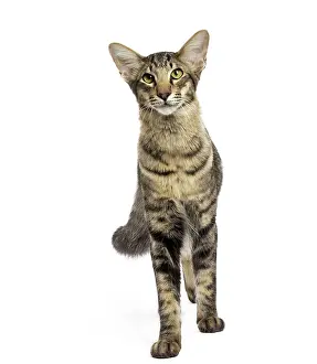 Mandarin: Cat - Mandarin