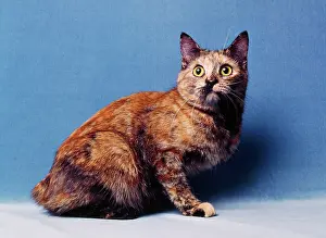 Manx: Cat - Manx Cat - sitting down