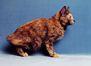 Manx: Cat - Manx Cat - sitting down
