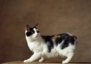 Manx: Cat - Manx Cat - Tricolour