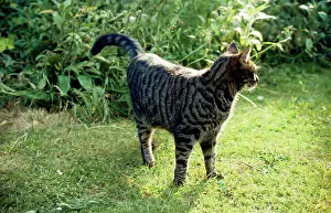 Urinating: Cat - about to mark it's territory / spraying / urinating