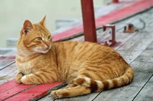 Marmalade: CAT - MARMALADE, Sitting